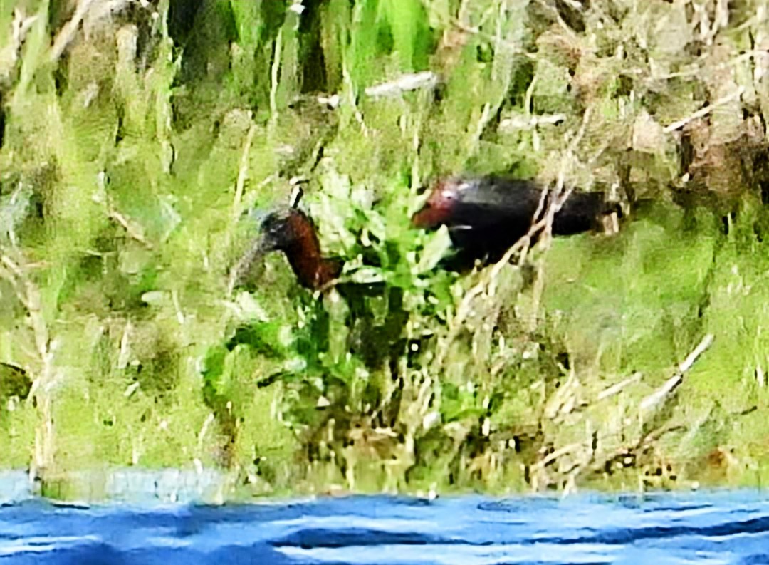 Glossy Ibis - ML618930001