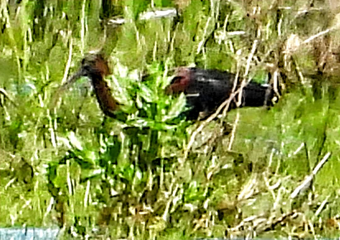 Glossy Ibis - ML618930002