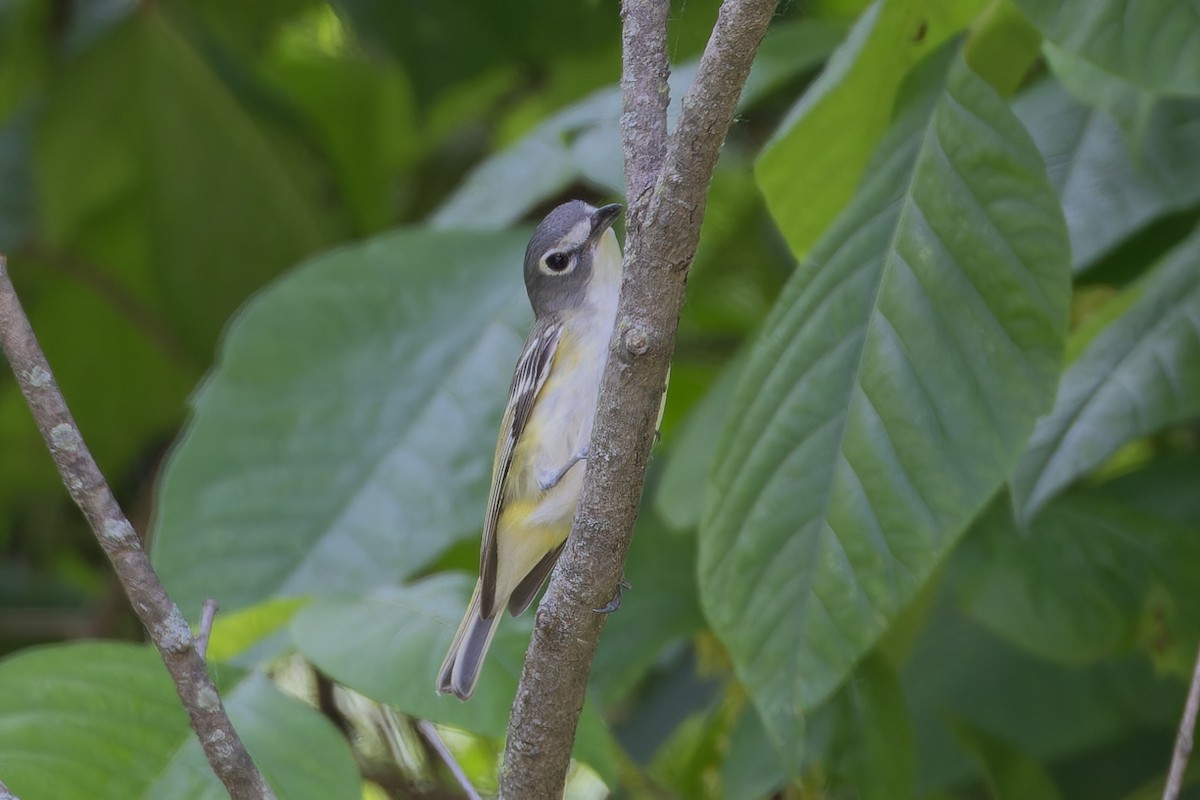 Blue-headed Vireo - Michael Todd