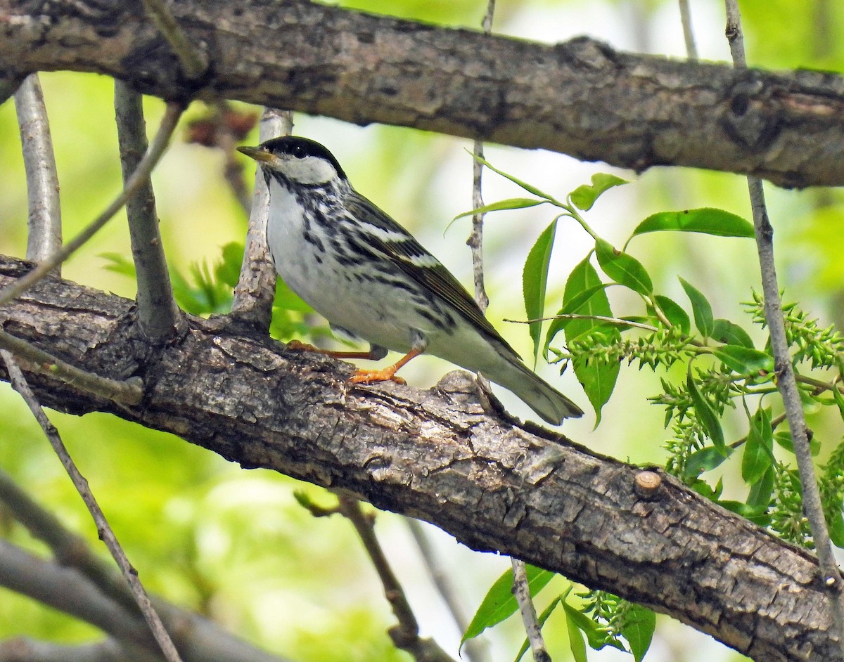 Blackpoll Warbler - Mick ZERR