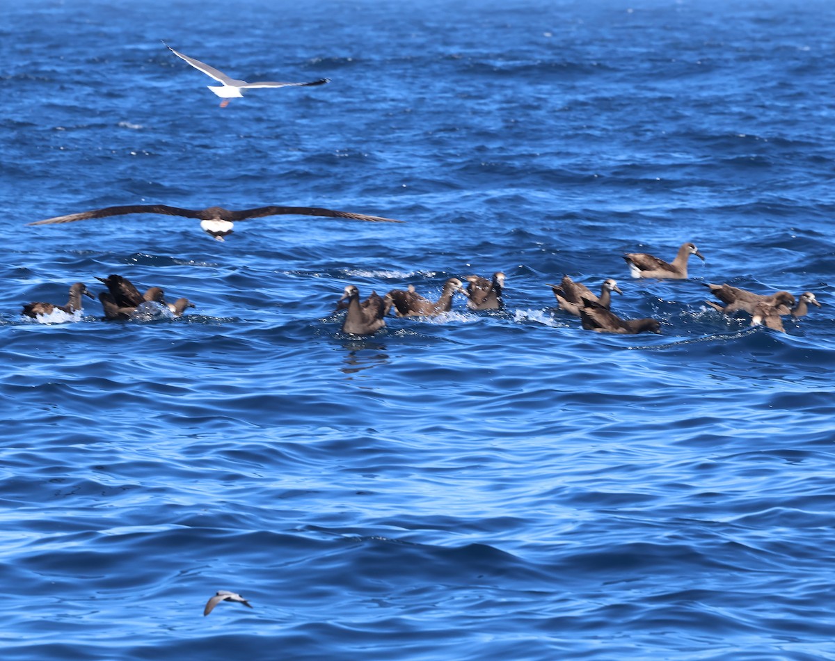 Black-footed Albatross - Peter Pyle