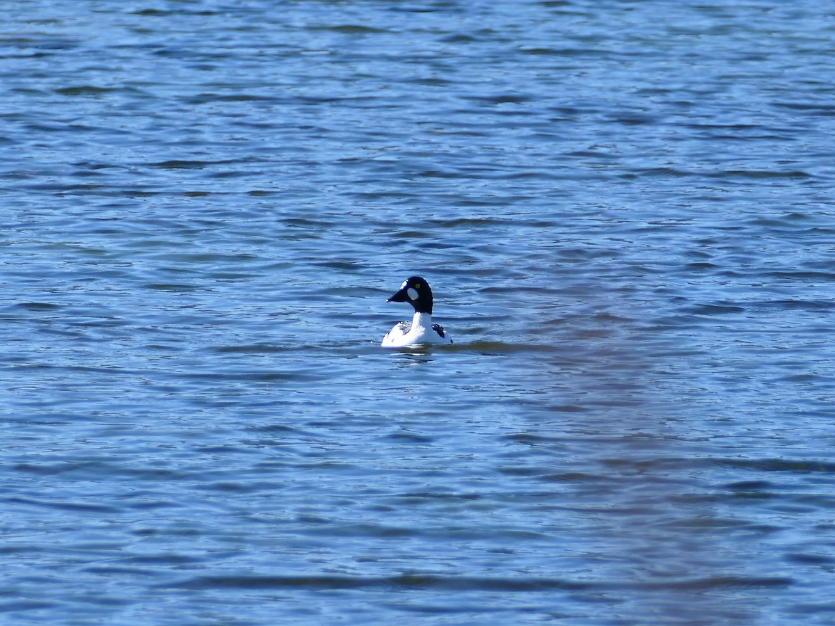 Common Goldeneye - ML618930042