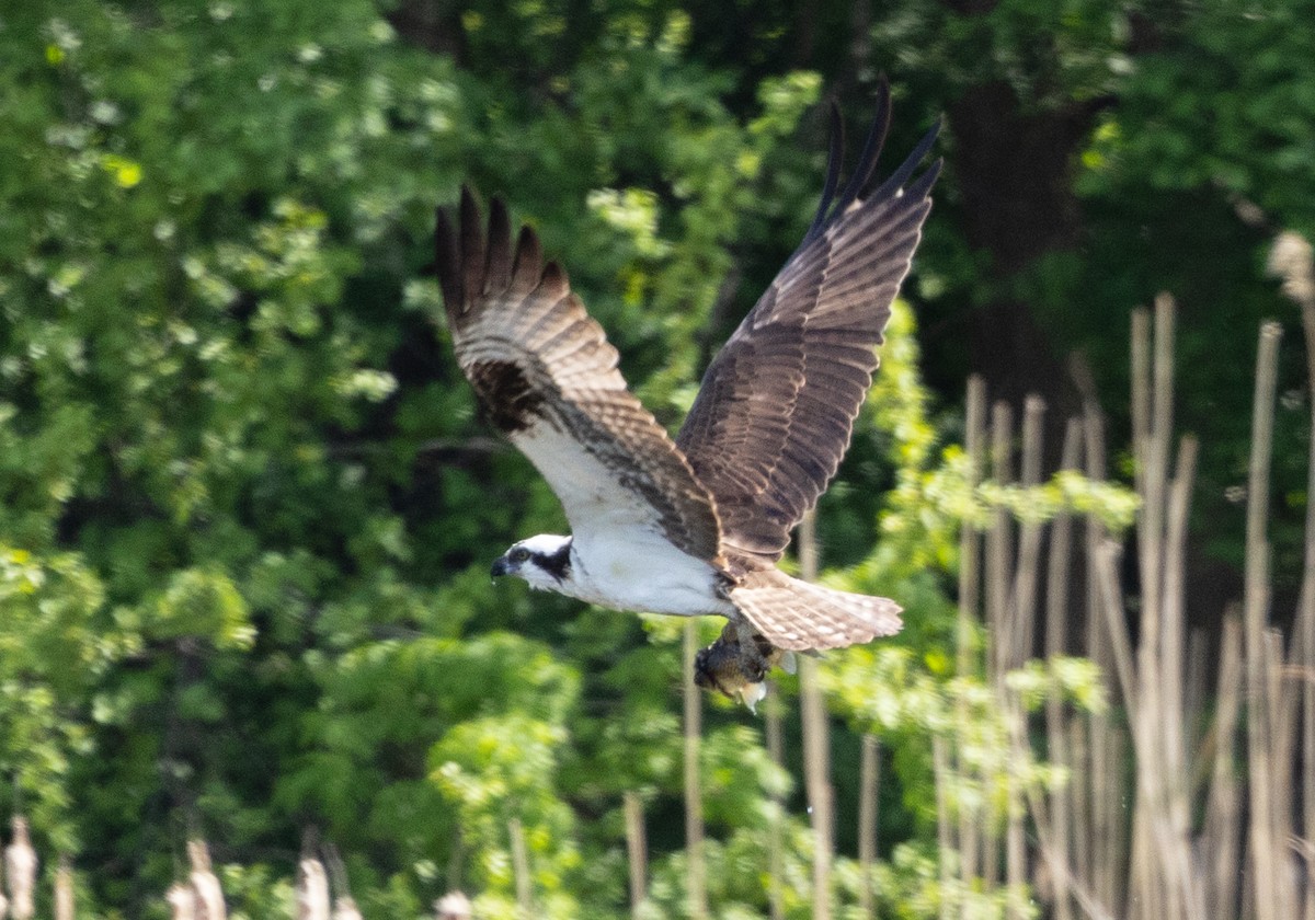 Osprey - Robert Bochenek