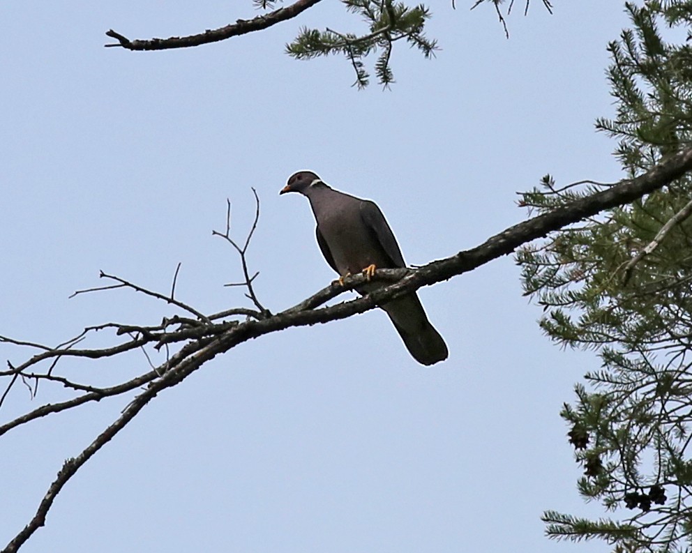 Band-tailed Pigeon - ML618930061
