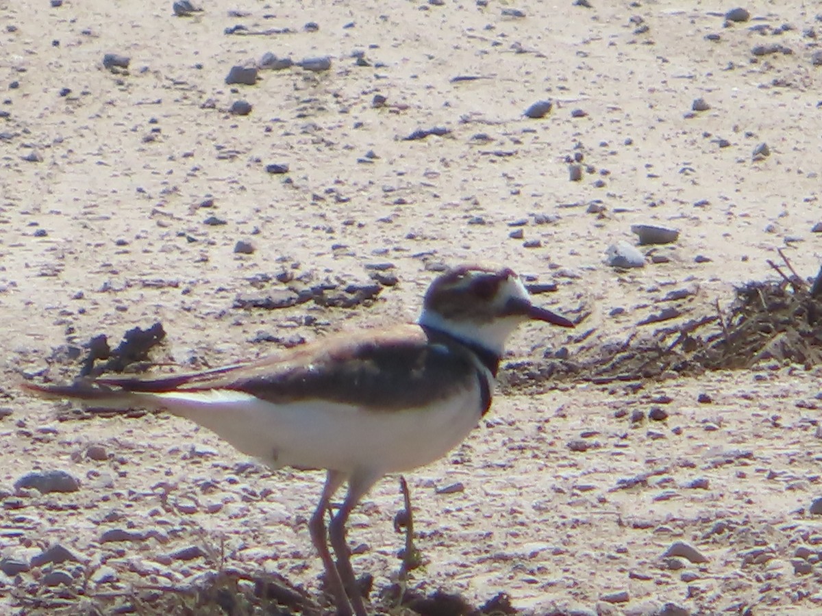 Killdeer - ML618930069