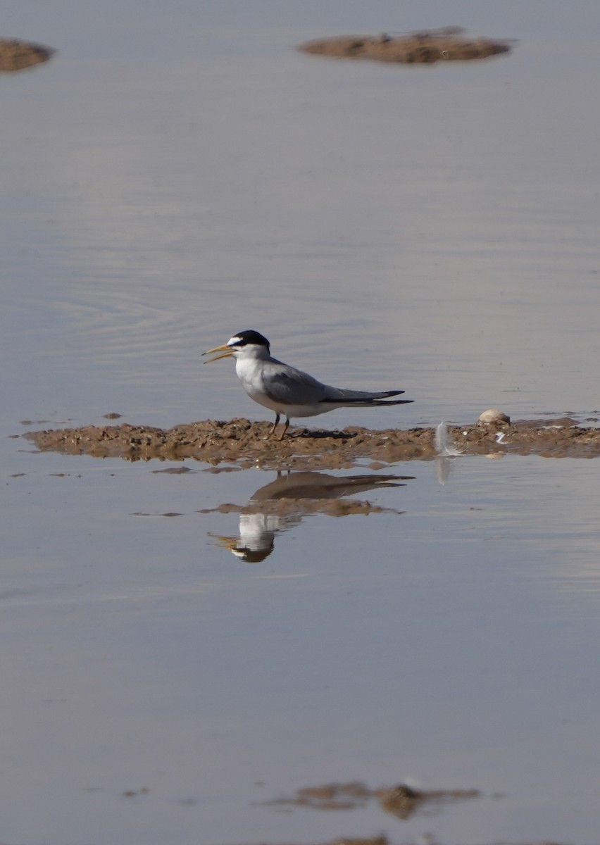 Least Tern - John Rhoades