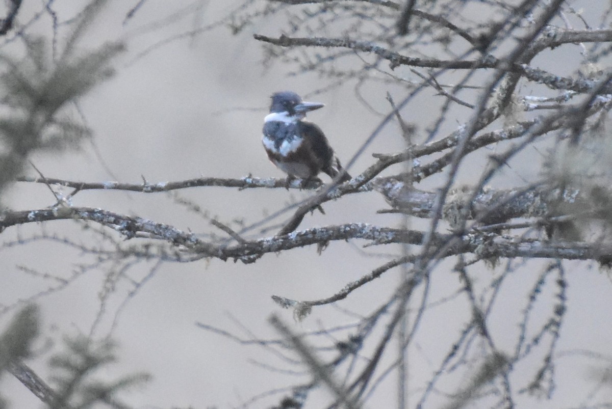 Belted Kingfisher - Garry Waldram