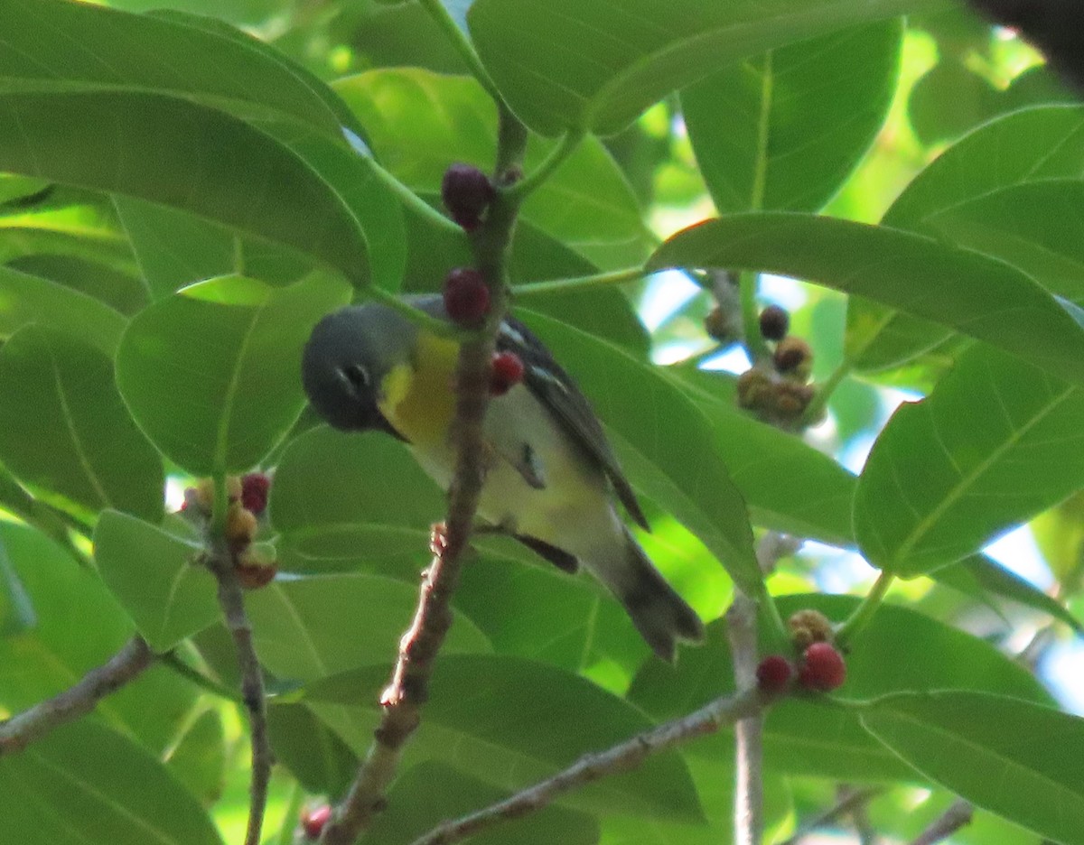 Northern Parula - ML618930083