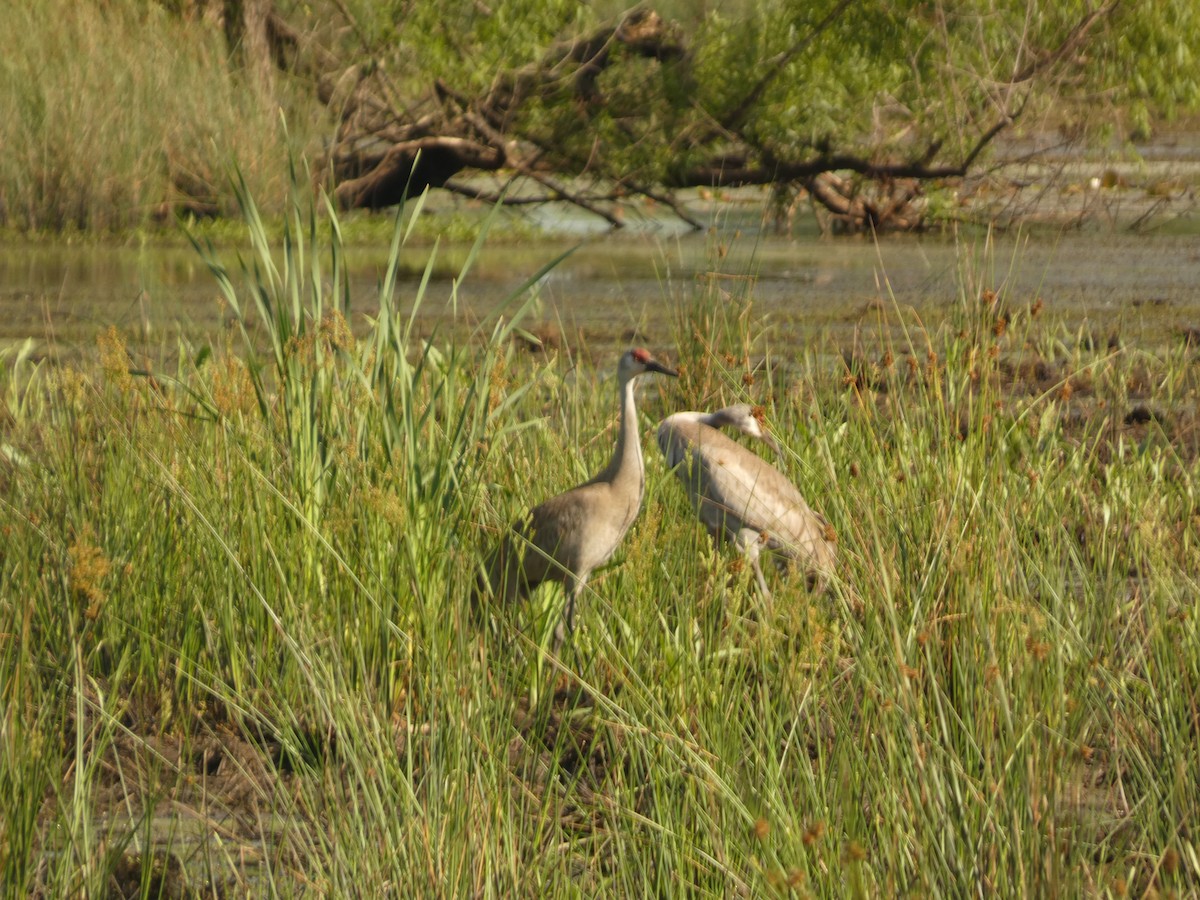 Sandhill Crane - ML618930090