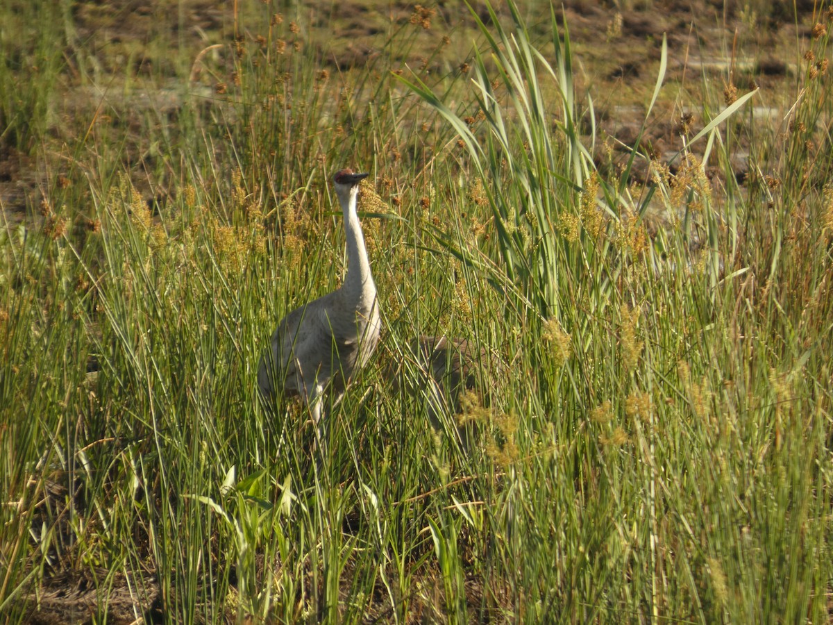 Sandhill Crane - ML618930093