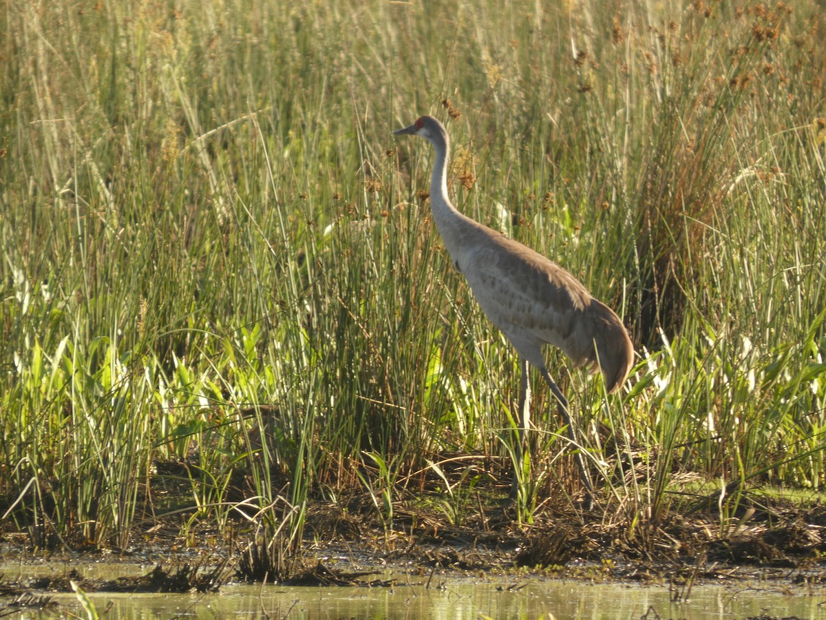 Sandhill Crane - ML618930094