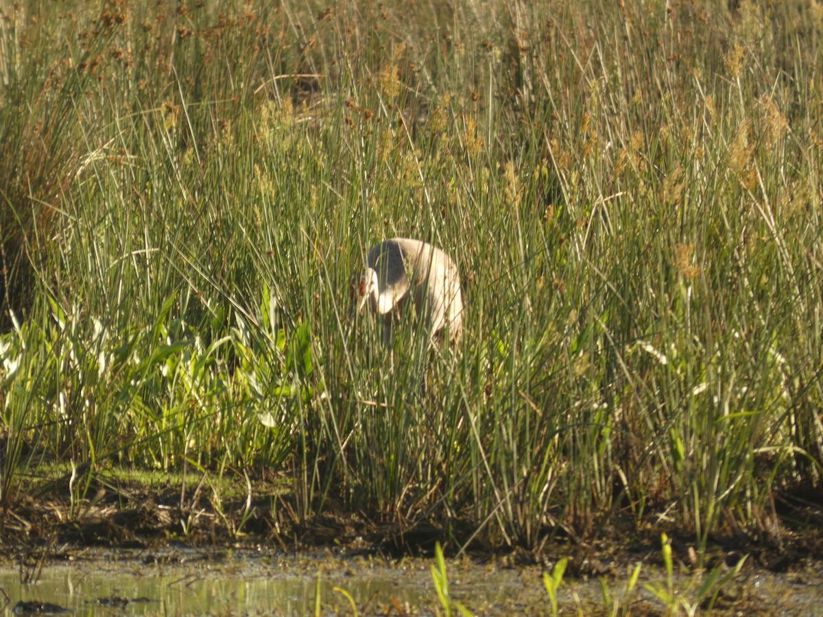 Sandhill Crane - ML618930096