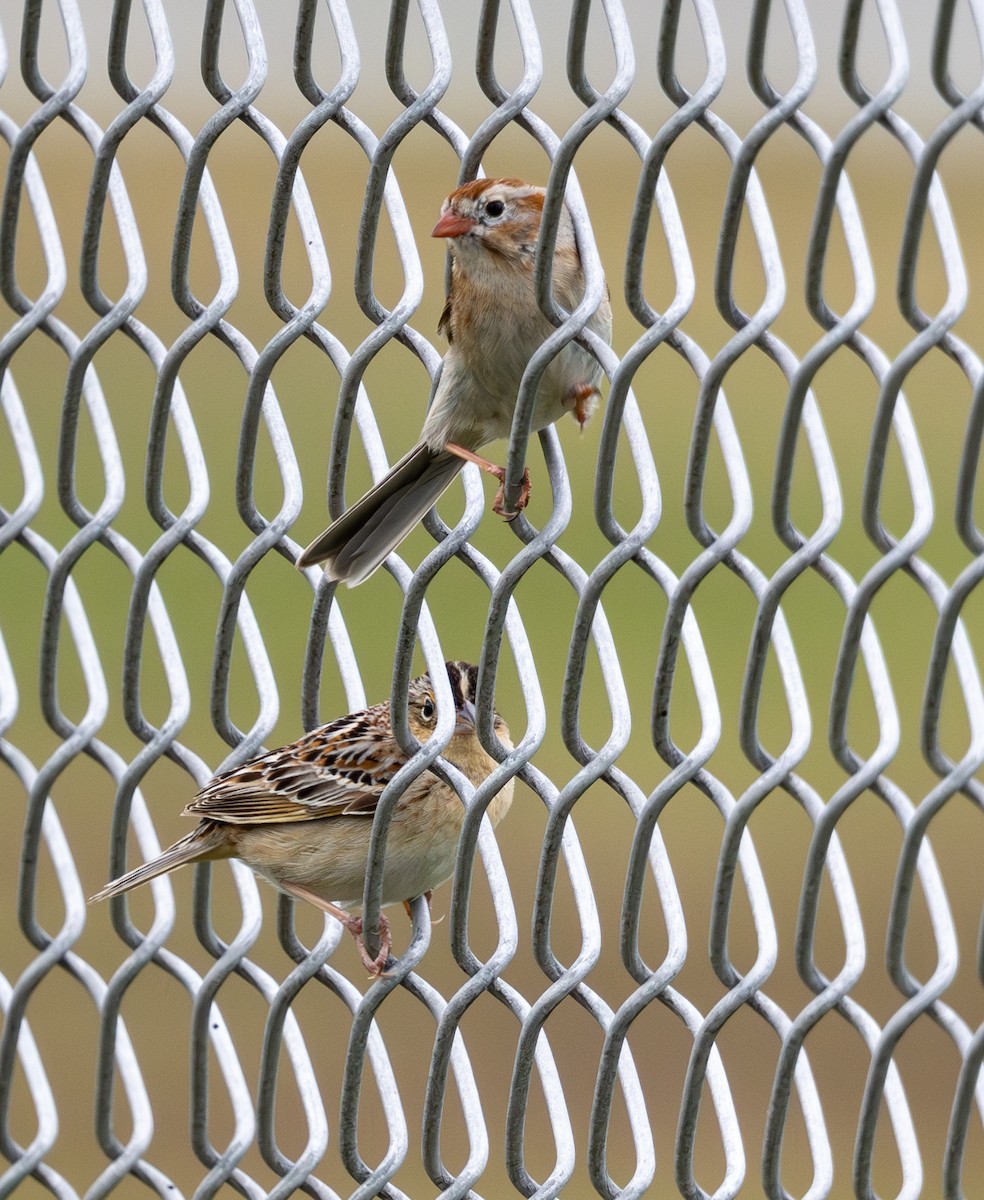 Grasshopper Sparrow - Pam Geiger