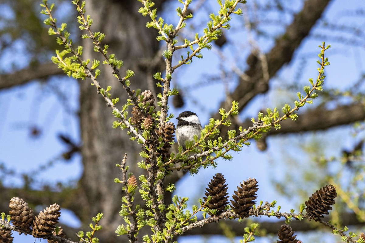 Black-capped Chickadee - ML618930142