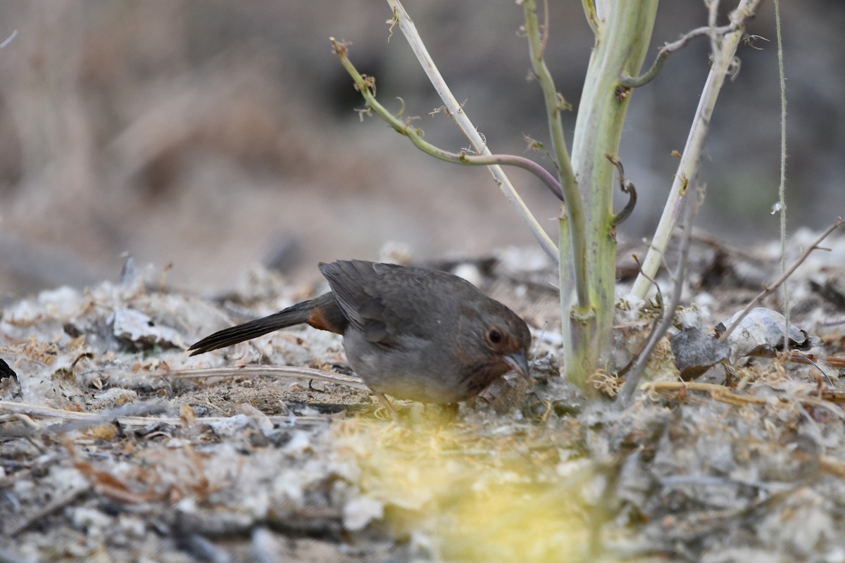 California Towhee - Lael Rudisill