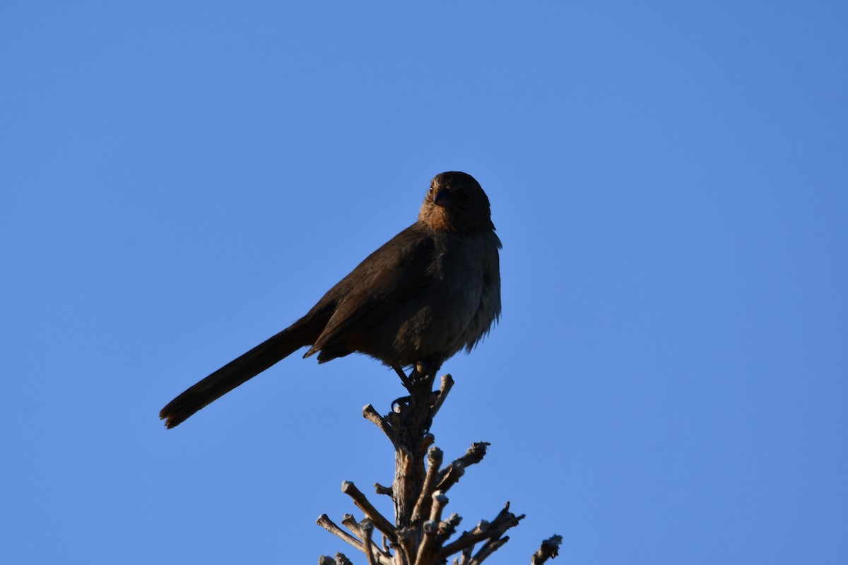 California Towhee - Lael Rudisill