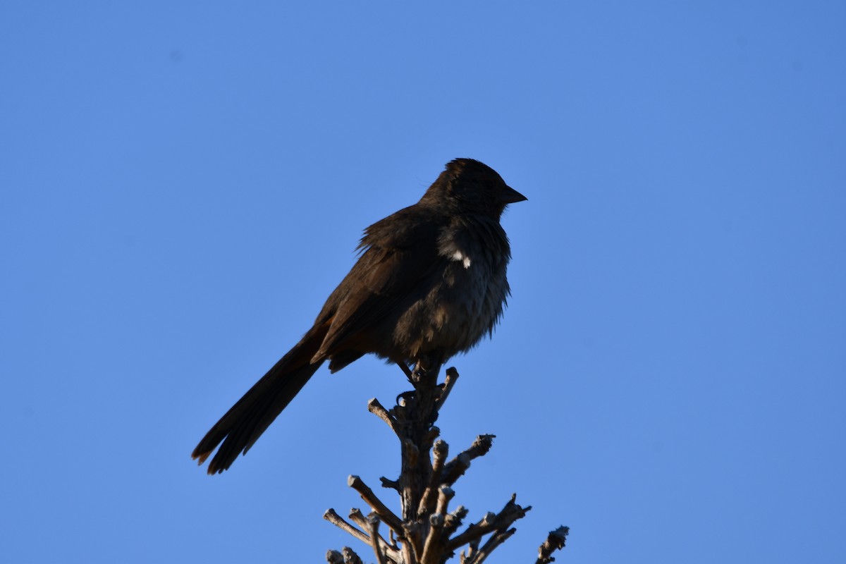 California Towhee - Lael Rudisill