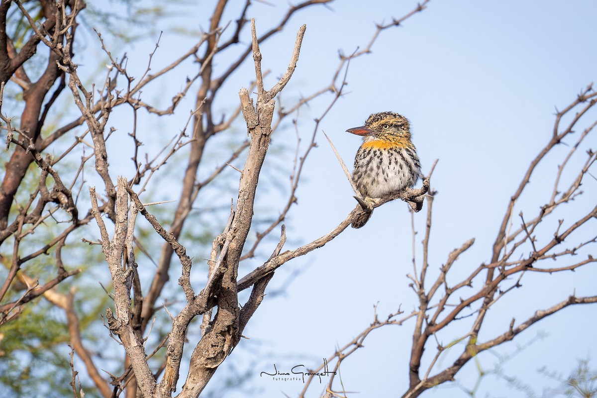 Spot-backed Puffbird - Aldo Grangetto