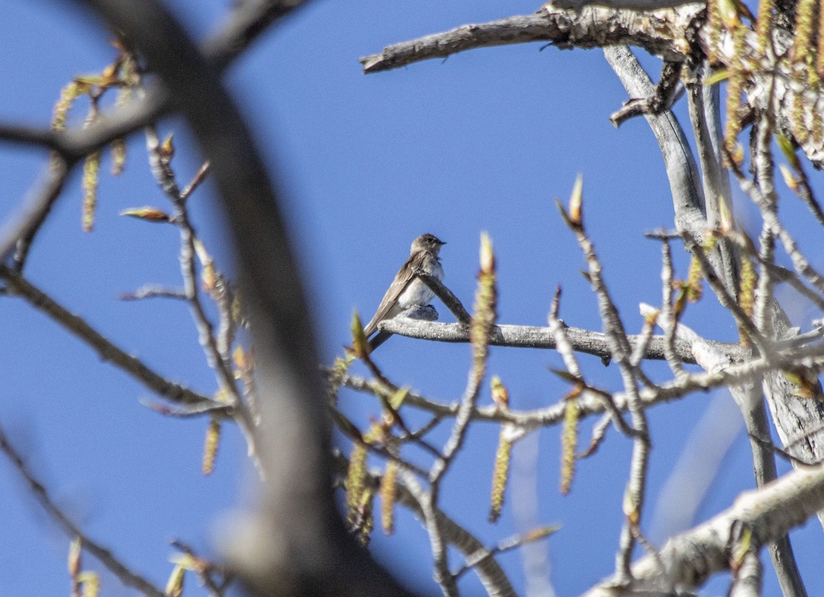 Northern Rough-winged Swallow - ML618930157