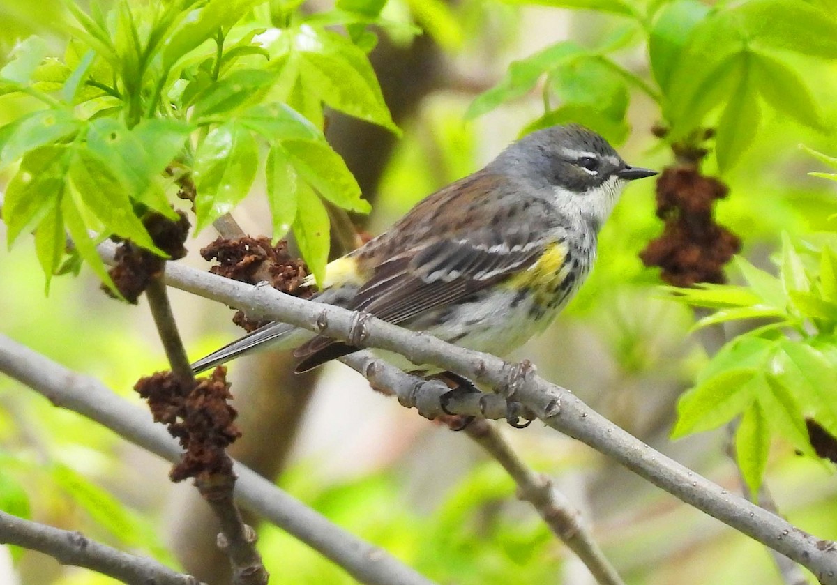 Yellow-rumped Warbler - Mick ZERR