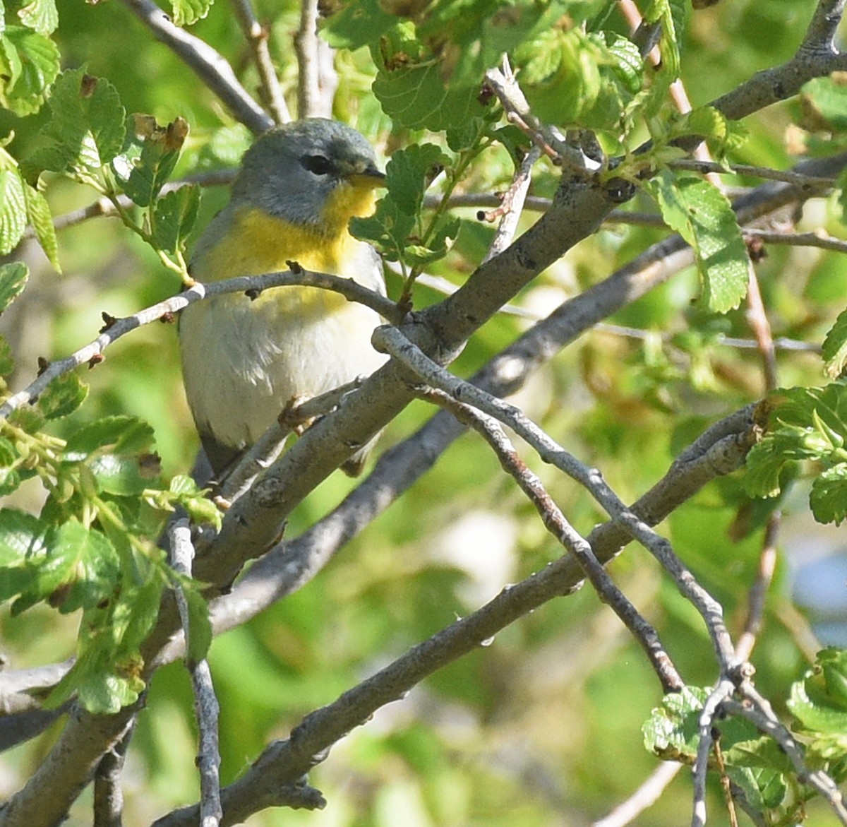 Northern Parula - Steven Mlodinow