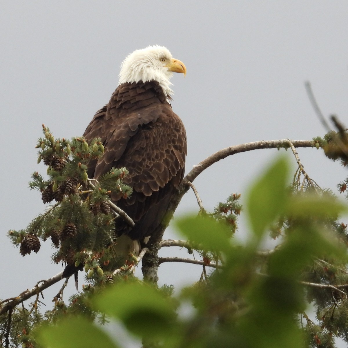 Bald Eagle - Lalla Pudewell