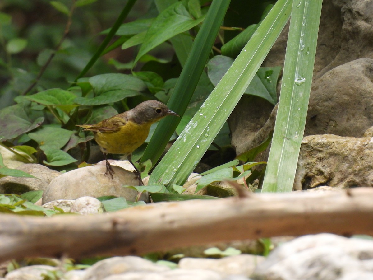 Nashville Warbler - Sandi Wheeler