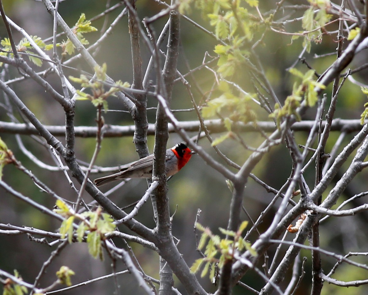 Red-faced Warbler - ML618930198