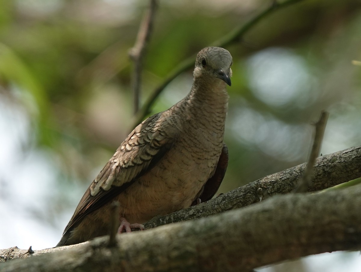 Inca Dove - ML618930212