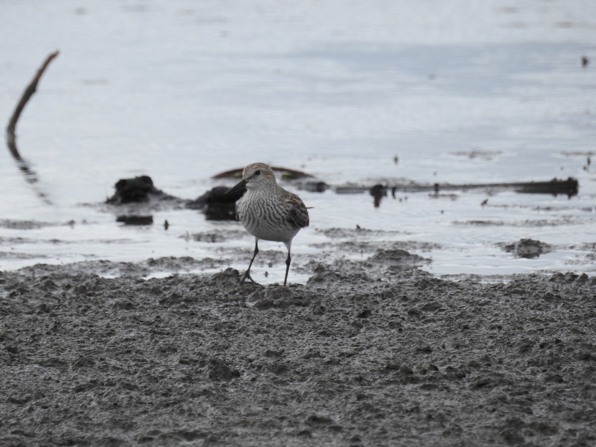 White-rumped Sandpiper - Johana Zuluaga-Bonilla