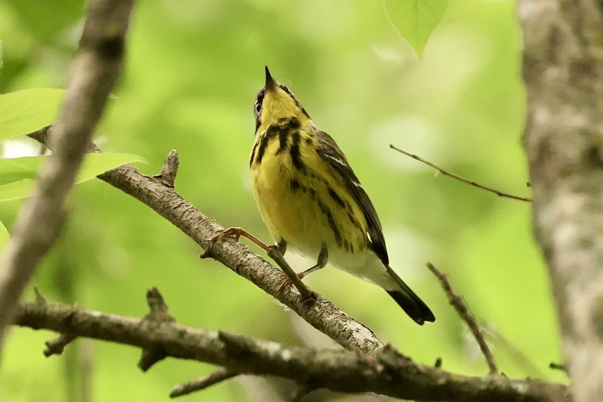 Magnolia Warbler - ML618930269