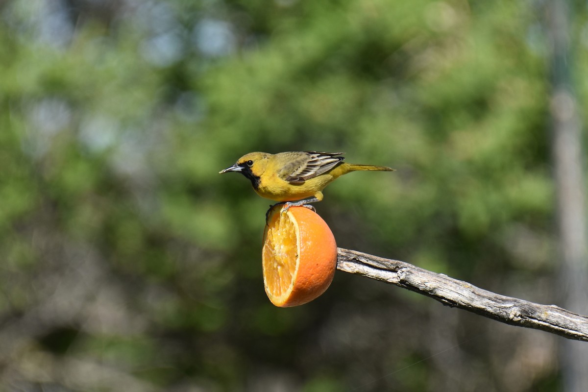 Orchard Oriole - ML618930275