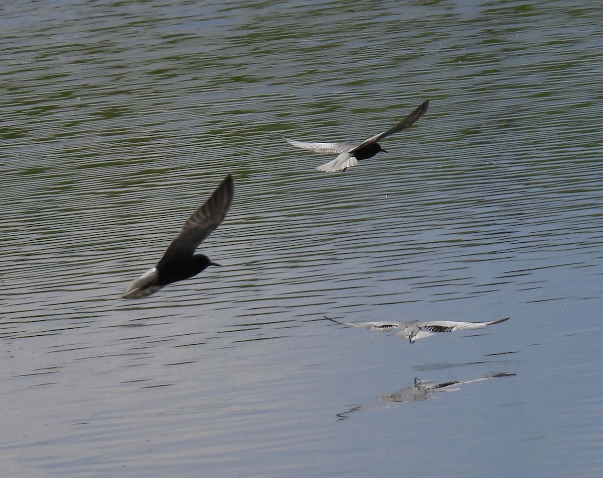 Black Tern - ML618930277