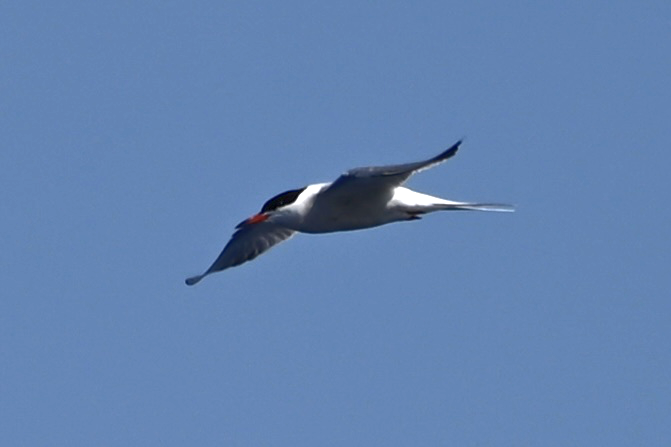 Common Tern - Noah Khanti Steinberg