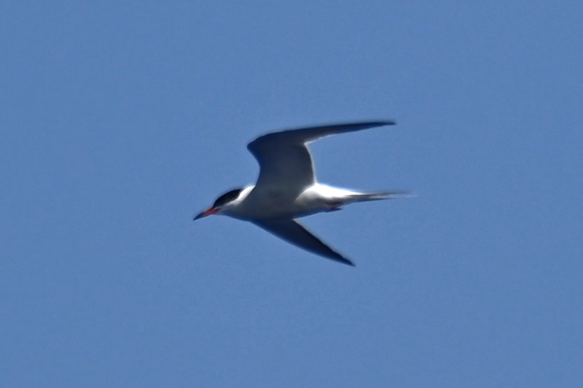 Common Tern - Noah Khanti Steinberg
