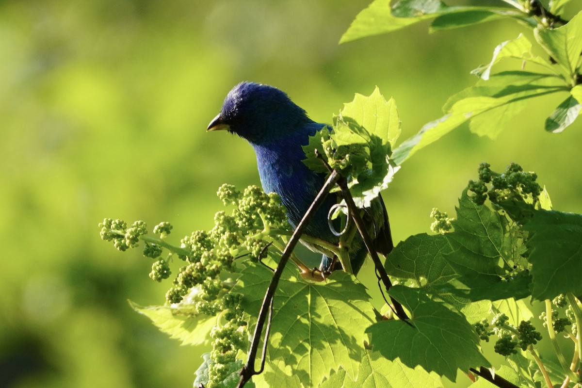 Passerin indigo - ML618930290