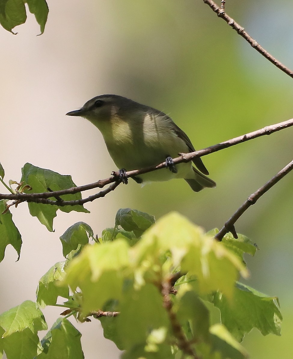 Philadelphia Vireo - ML618930311