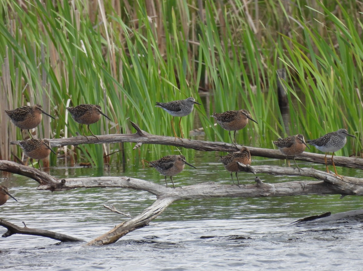 Short-billed Dowitcher - ML618930343