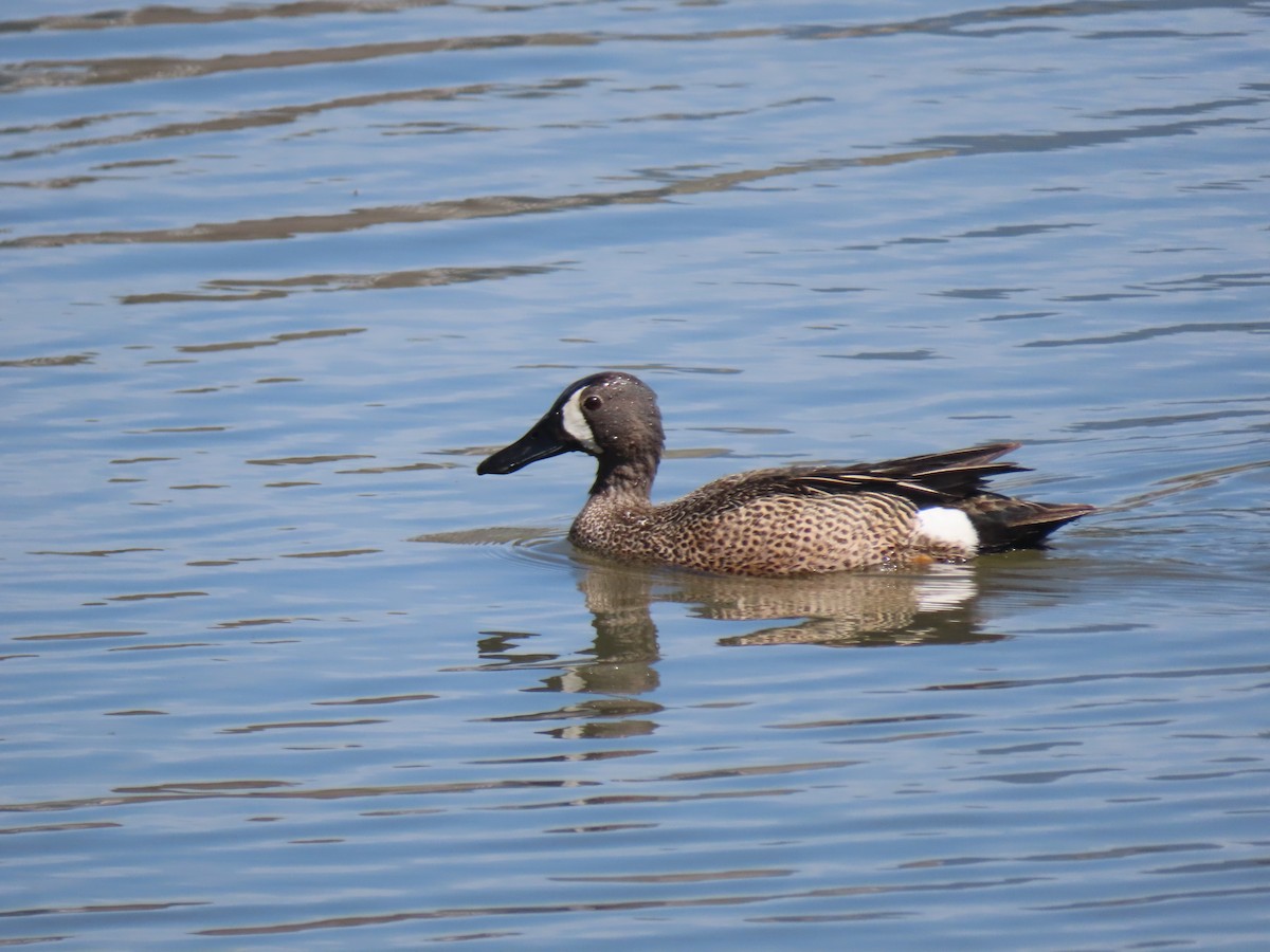 Blue-winged Teal - ML618930346