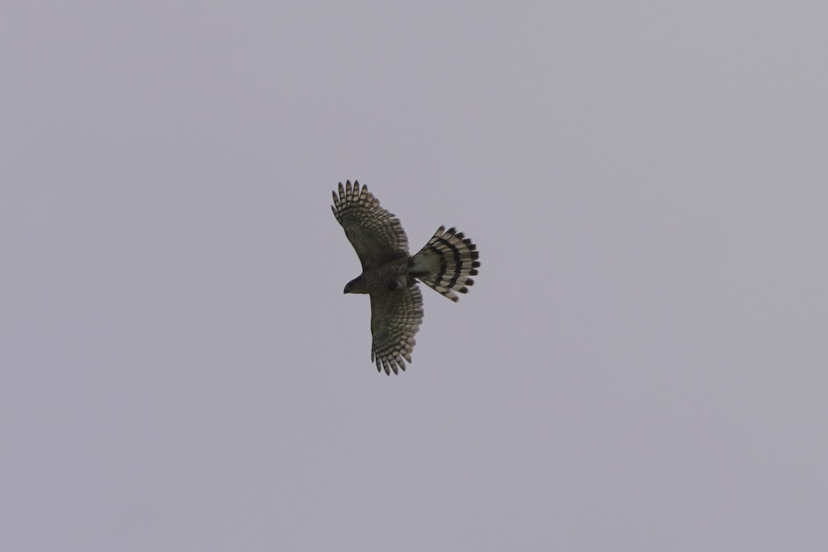 Cooper's Hawk - ML618930355