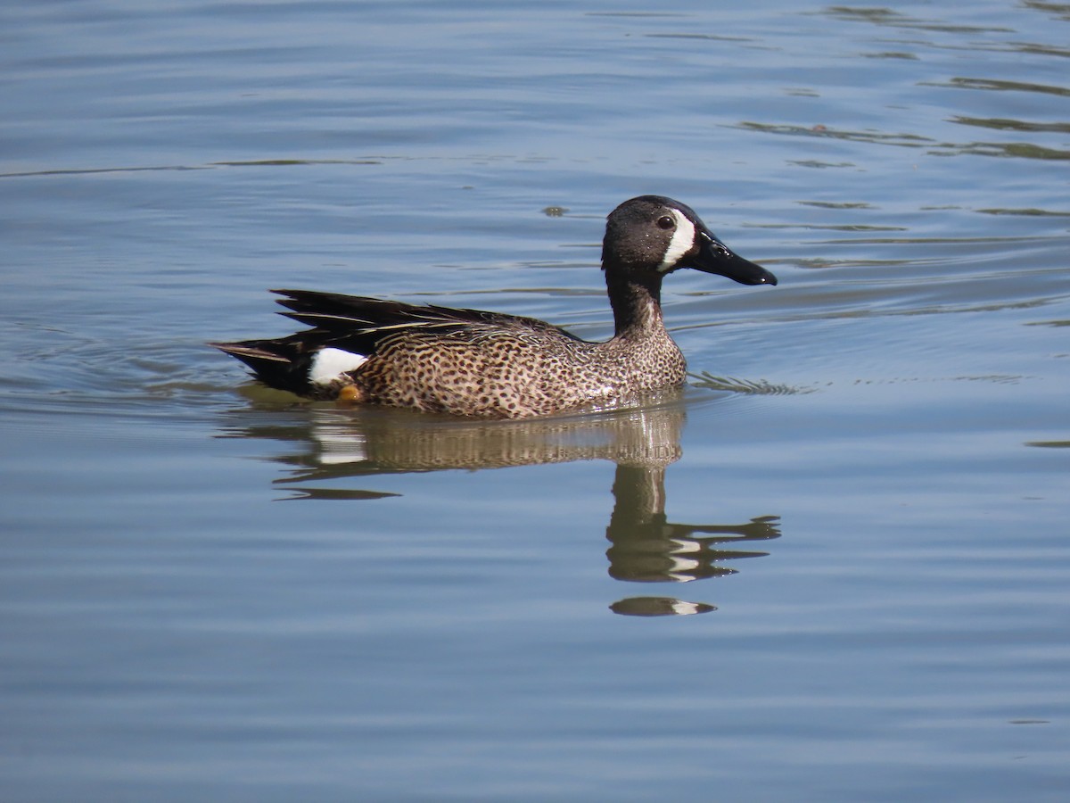 Blue-winged Teal - ML618930366