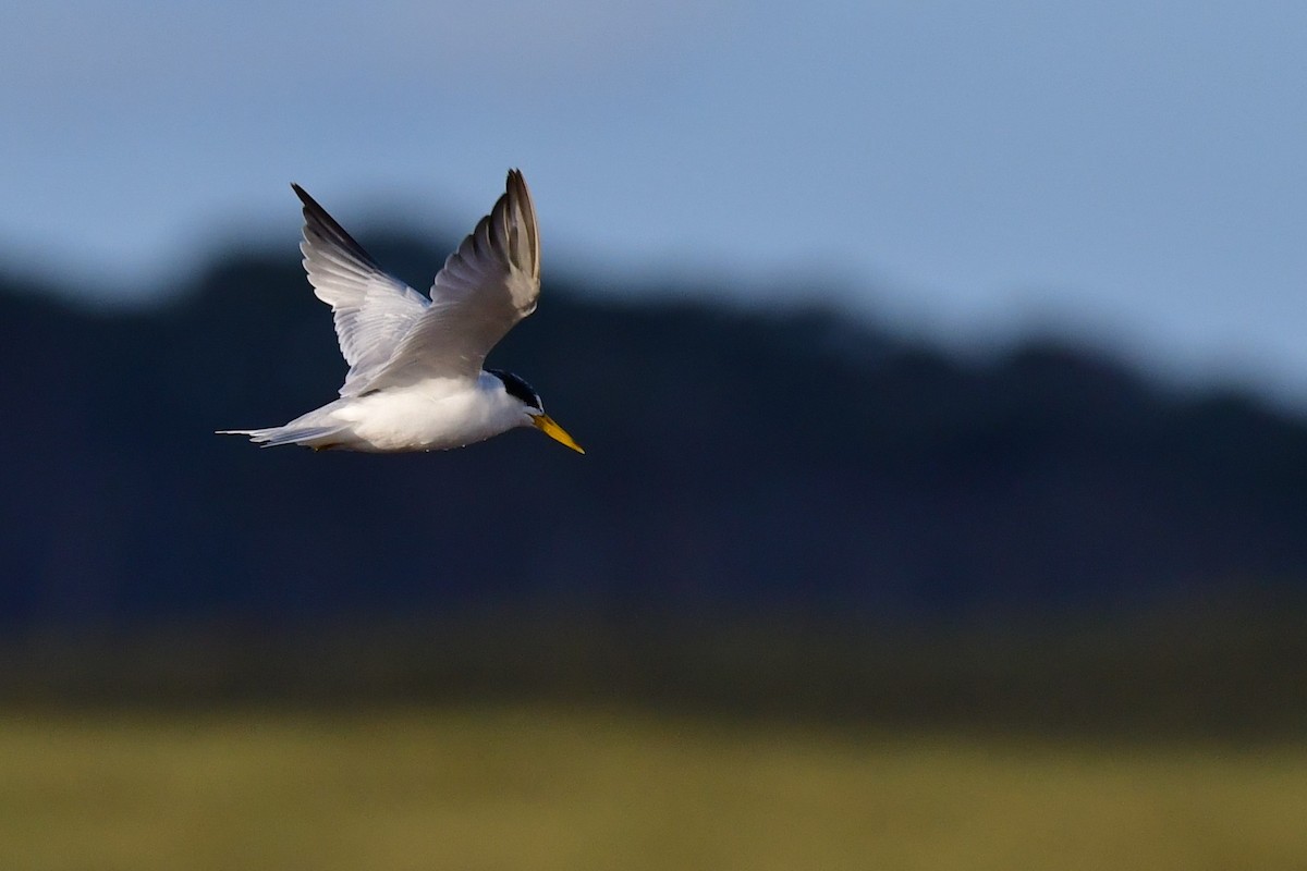 Yellow-billed Tern - Federico Robles