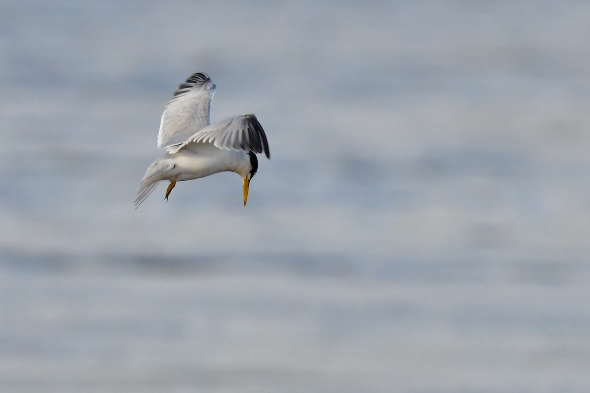 Yellow-billed Tern - Federico Robles