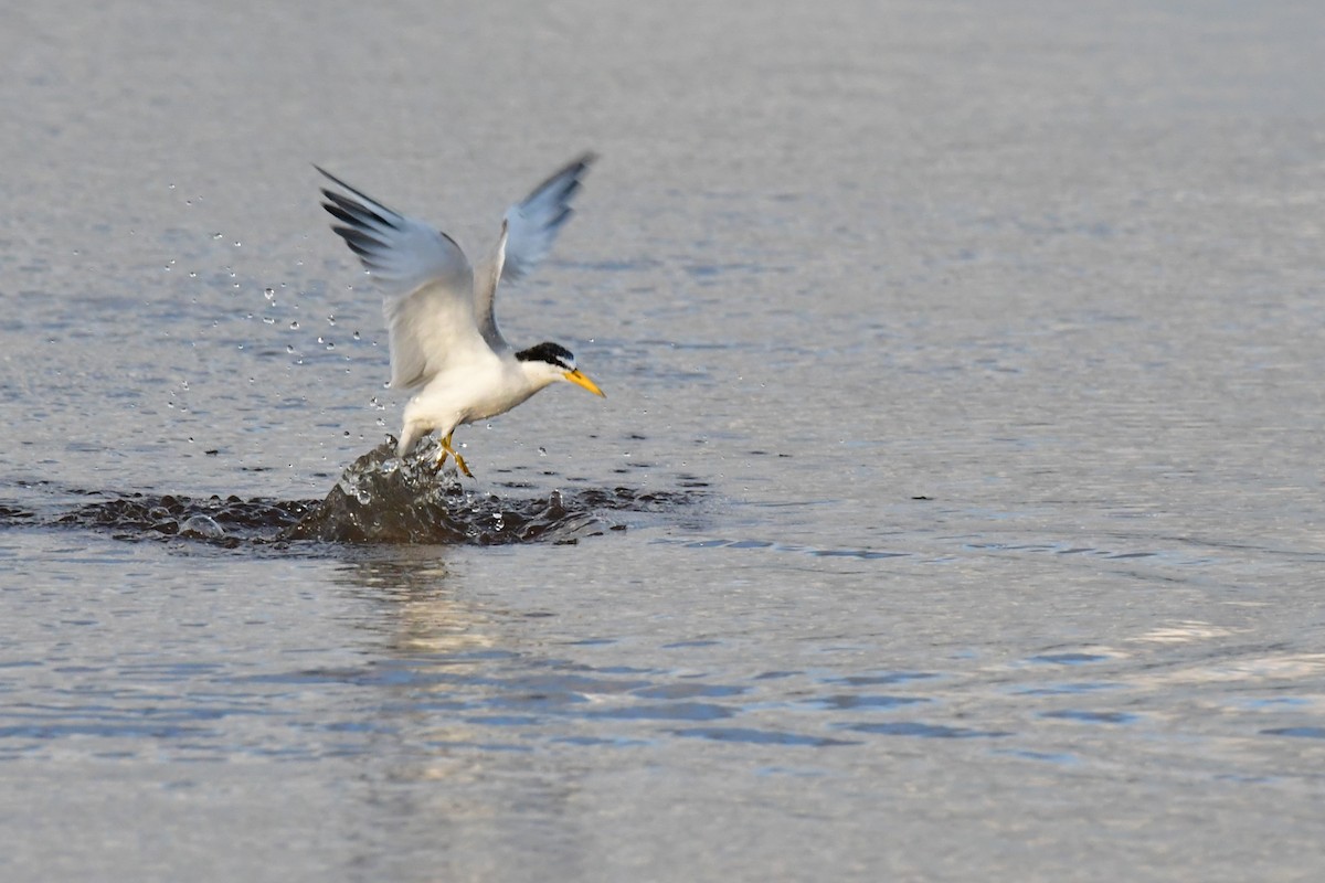 Yellow-billed Tern - Federico Robles