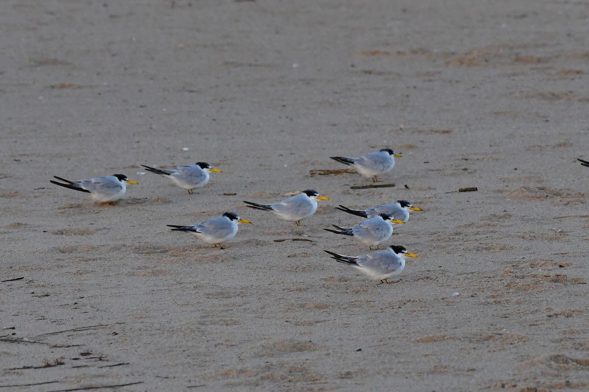 Yellow-billed Tern - Federico Robles