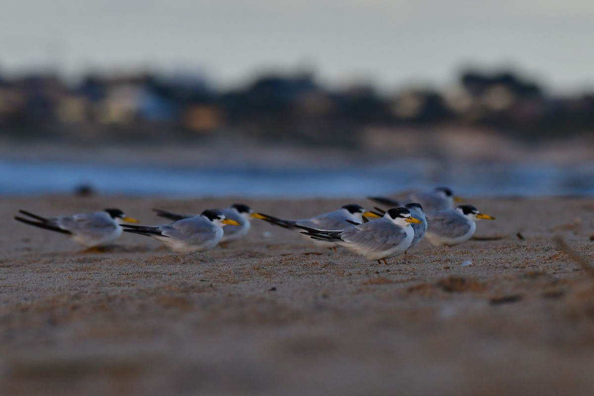 Yellow-billed Tern - Federico Robles