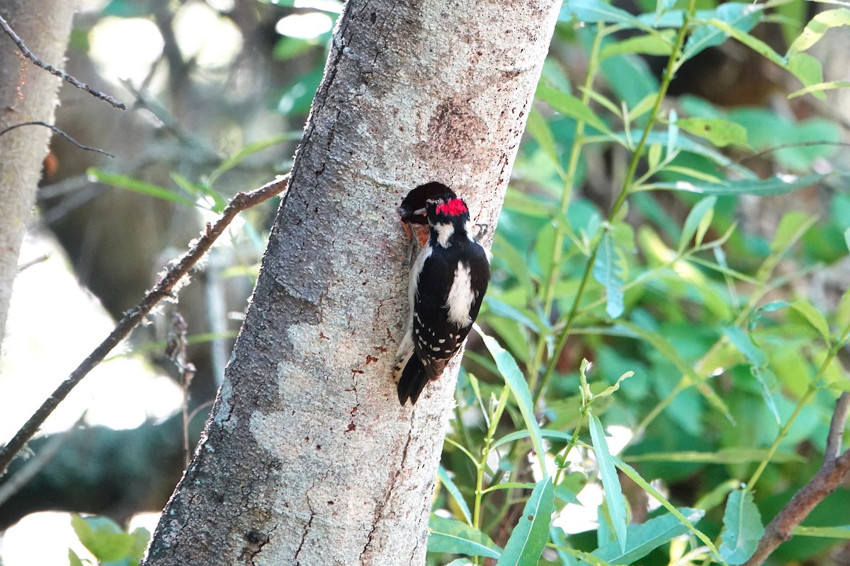 Downy Woodpecker - Jaedon Tembrevilla