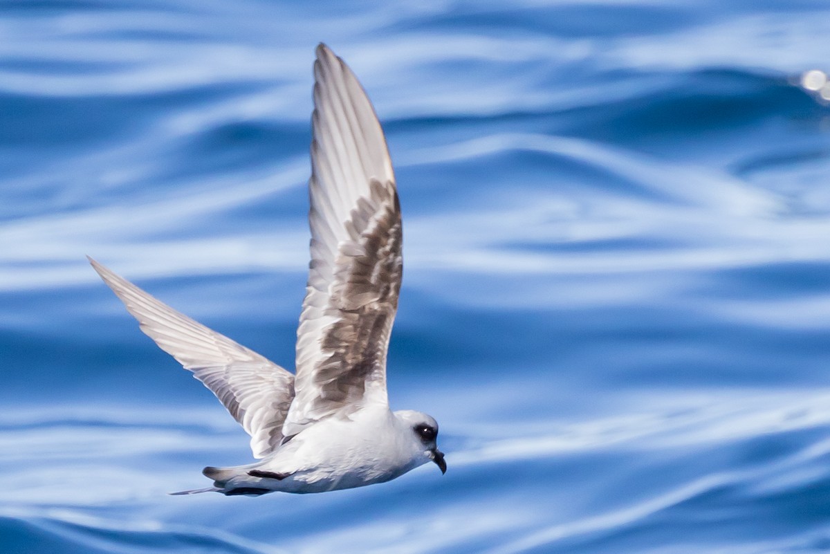 Fork-tailed Storm-Petrel - ML618930400
