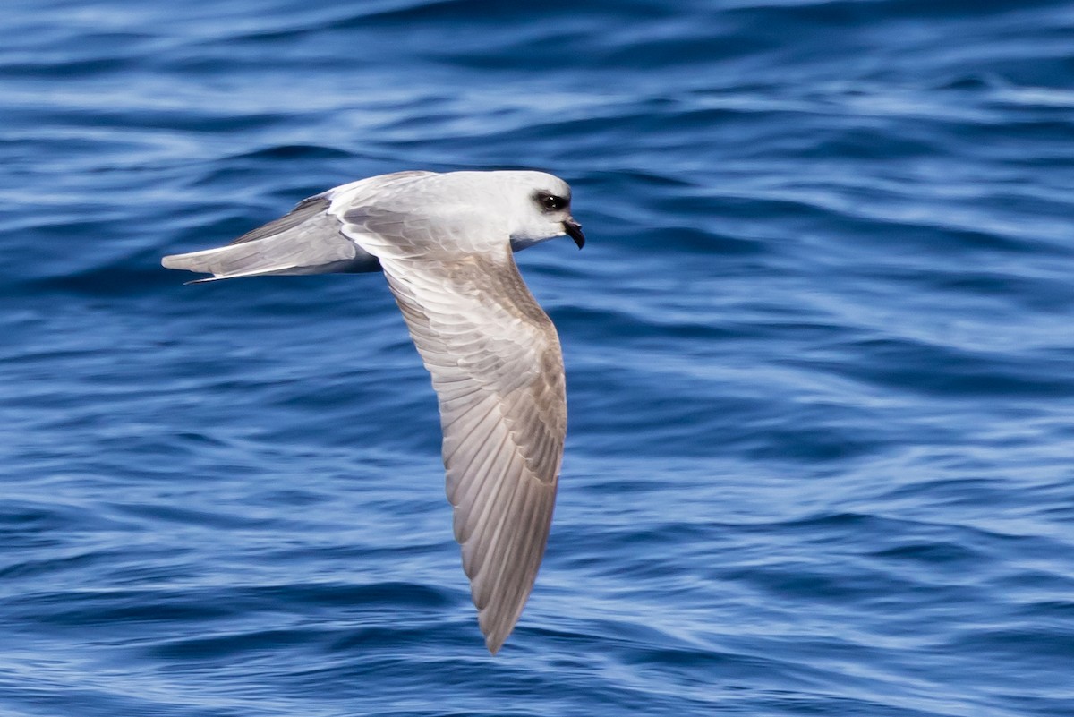 Fork-tailed Storm-Petrel - ML618930401