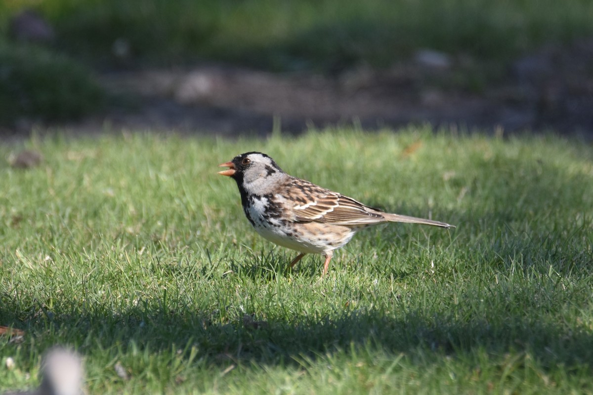 Harris's Sparrow - ML618930411